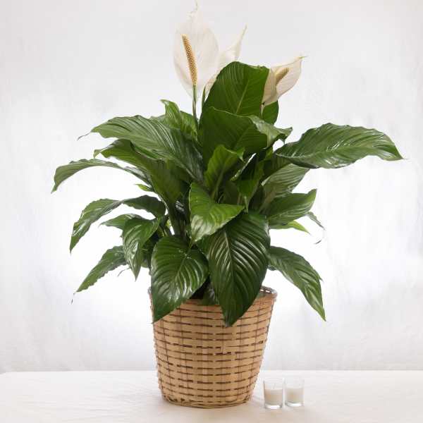 Potted peace lily plant with white blooms in a woven basket