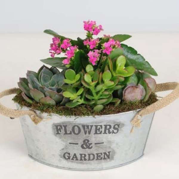 Succulent Garden