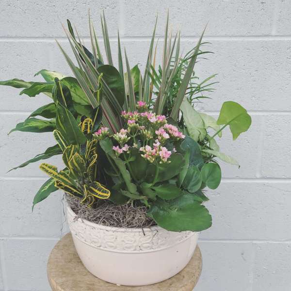 Mixed potted plant arrangement with pink blooms in a white ceramic planter