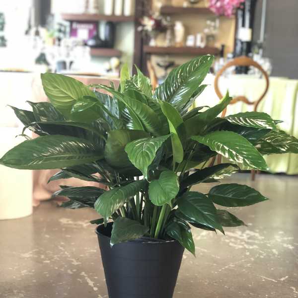 PEACE LILY PLANT