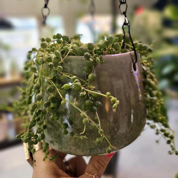 String of pearls