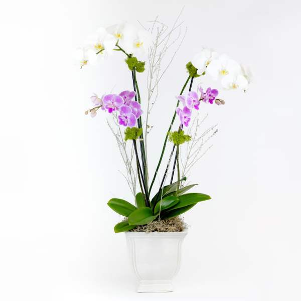 Classic Flare Orchids