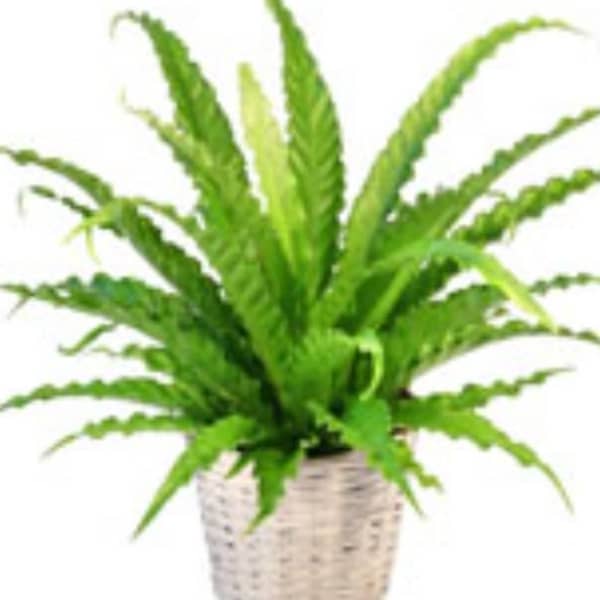 Potted fern in a woven basket planter