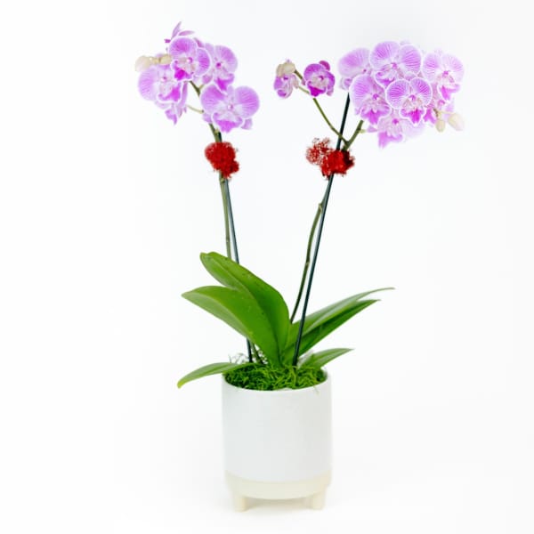 Velvet Love Orchid Plant