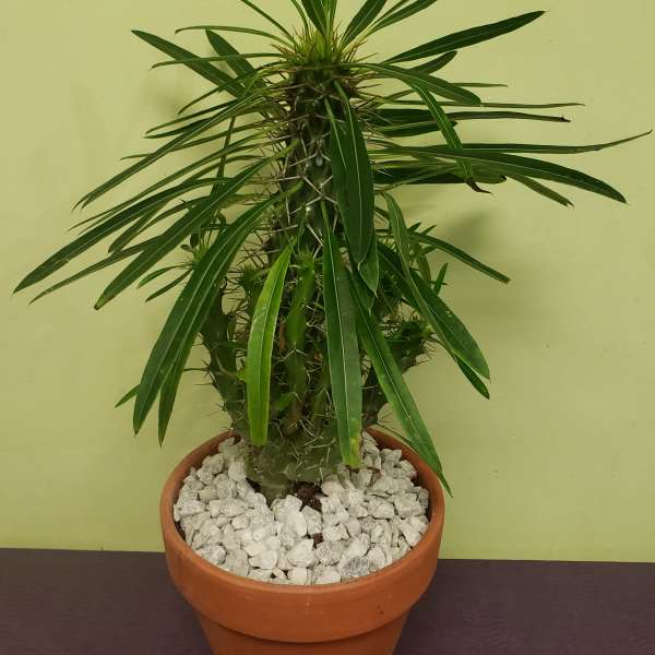 Potted spiky succulent plant in a terracotta pot with white stones