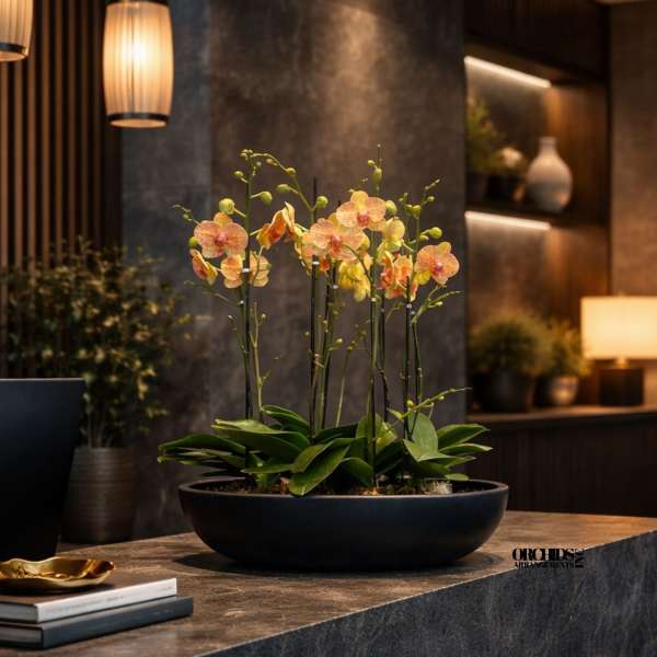 Potted orchid arrangement with peach blooms in a shallow black bowl