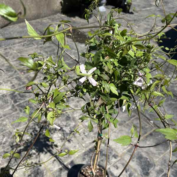 Clematis Montana