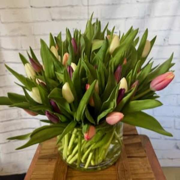 Tulip Jamboree