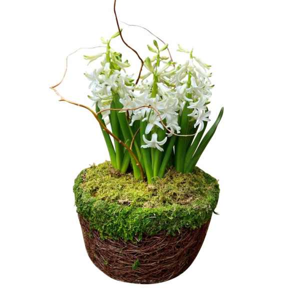 Potted Hyacinths