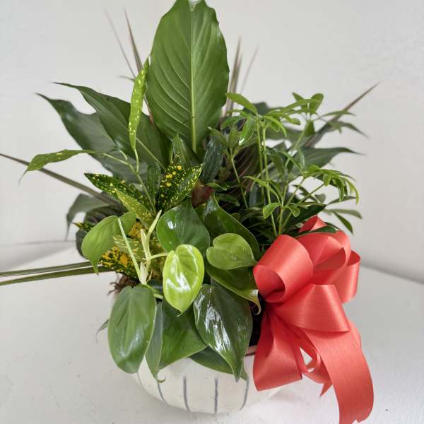 Medium Dish Garden
