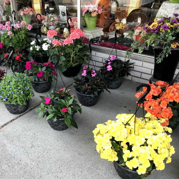 Outdoor plants *PRICES FOR LOCAL DELIVERY ONLY*