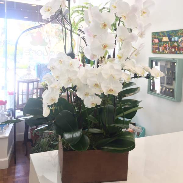 White orchid arrangement in a rectangular wooden planter