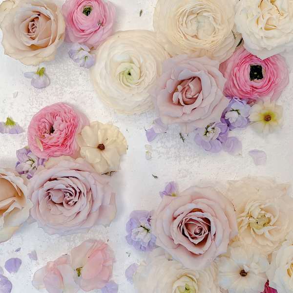 Scattered pastel ranunculus and roses on a white background
