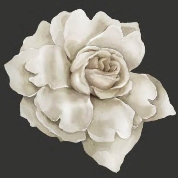 Single white rose bloom on a dark background