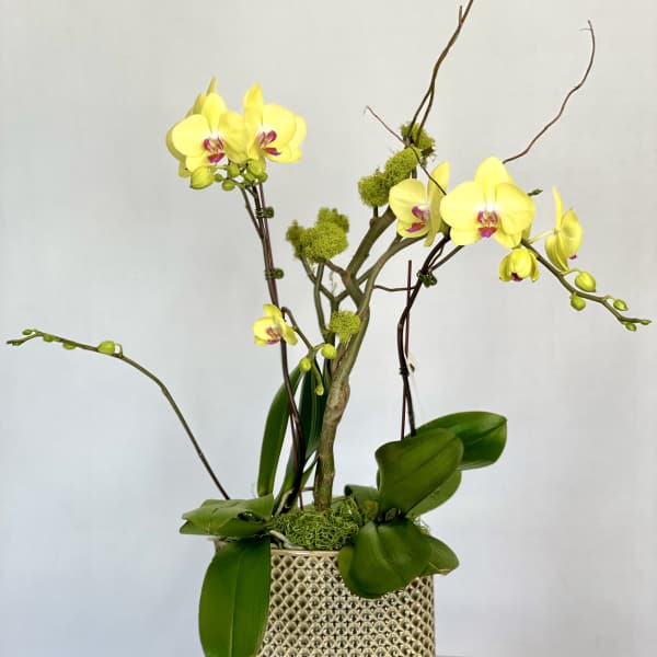 Yellow orchids arranged in a textured ceramic pot