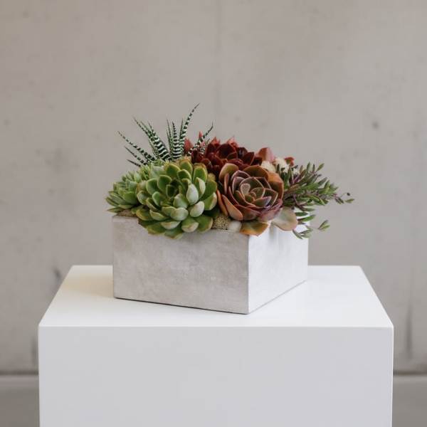 Stunning Succulents