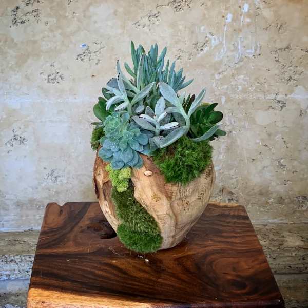 Succulent arrangement in a carved wooden planter with moss accents