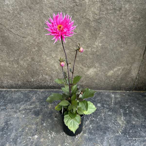 Dahlia Electro Pink