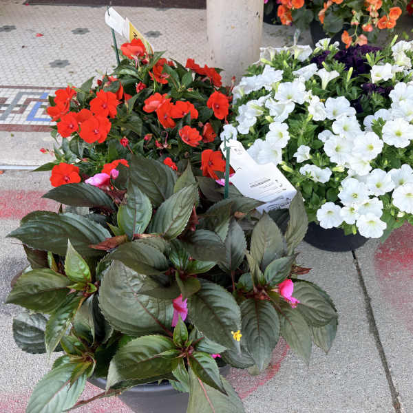 Blooming Porch Pots