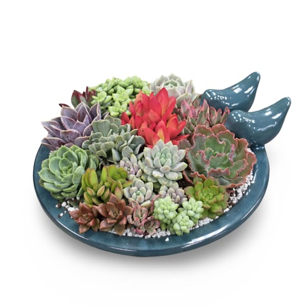 Colored Bird Bath Succulent Planter
