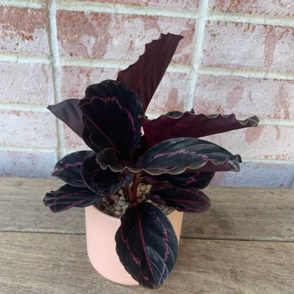 Calatheas