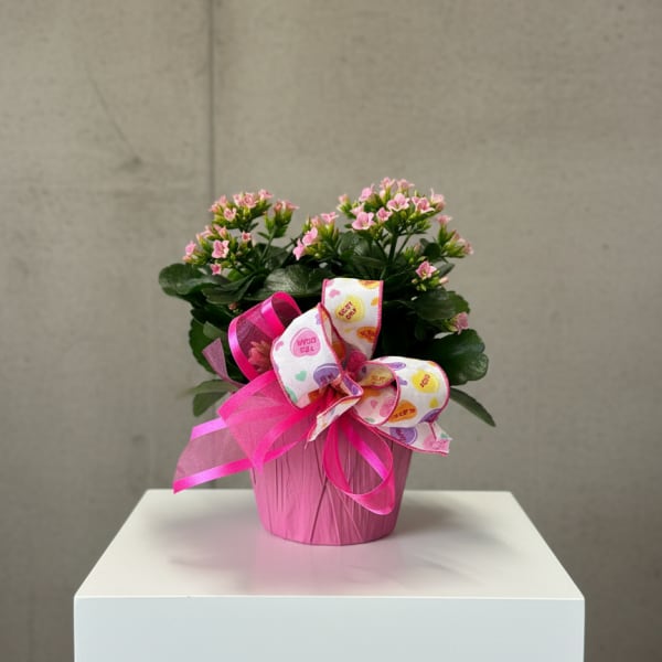 Pink flowering plant in a pink pot with a decorative ribbon bow