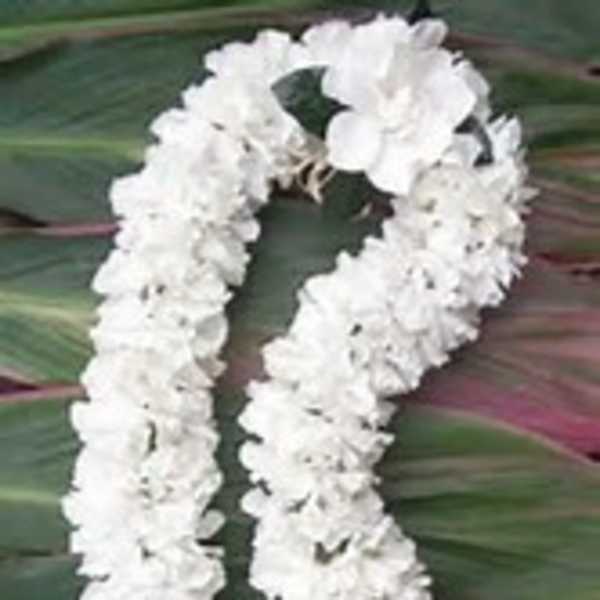 White floral lei on a green leaf background