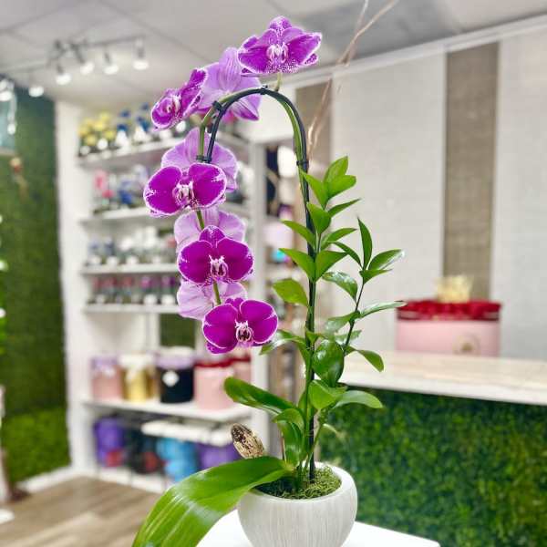 Potted purple orchid plant with arching blooms in a white ceramic pot