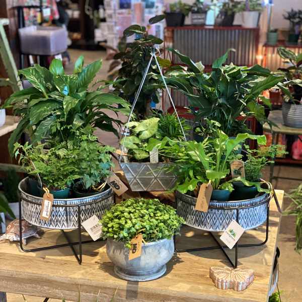 Houseplant 1