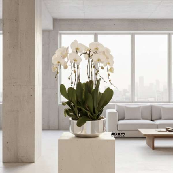 White orchid plant in a metallic pot on a pedestal