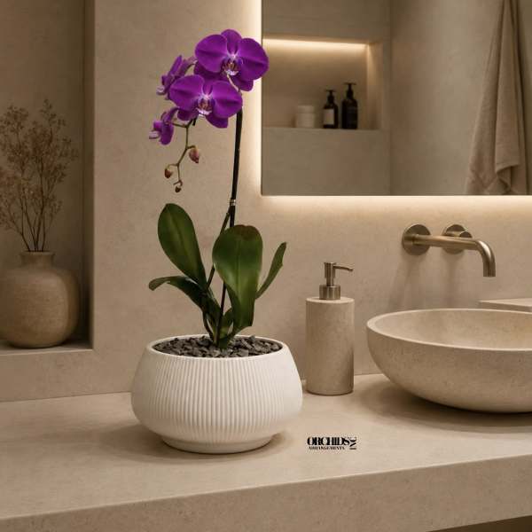 Regal Orchid Miami