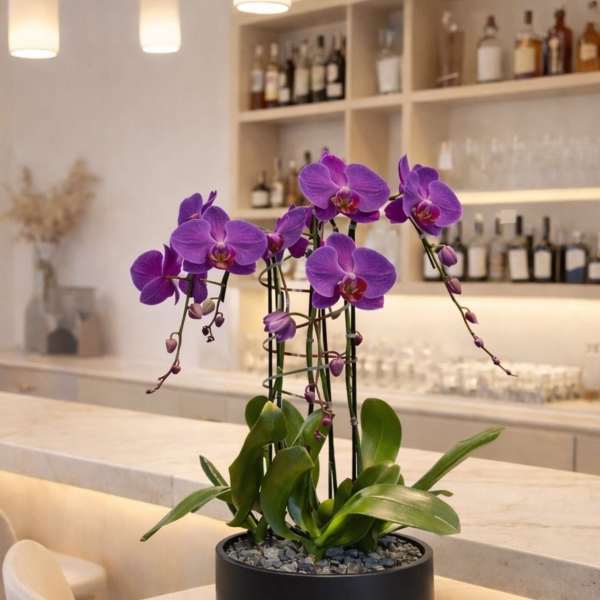 Purple orchids in a black bowl planter on a table