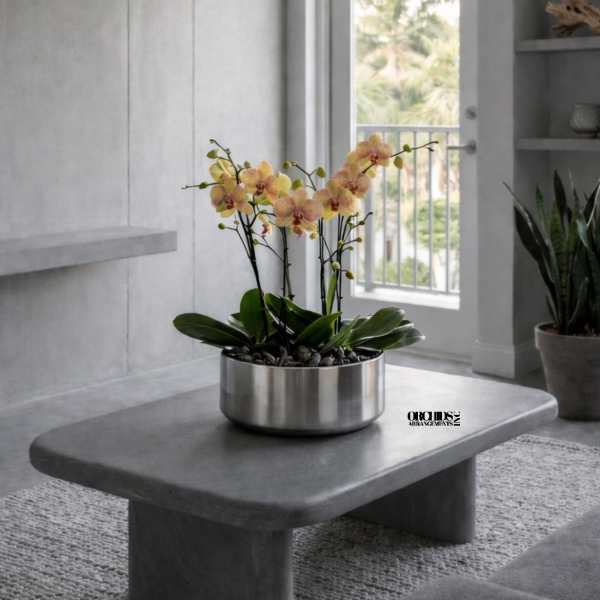 Minimalist Orchid Miami