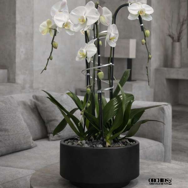 White orchids in a black planter on a gray table