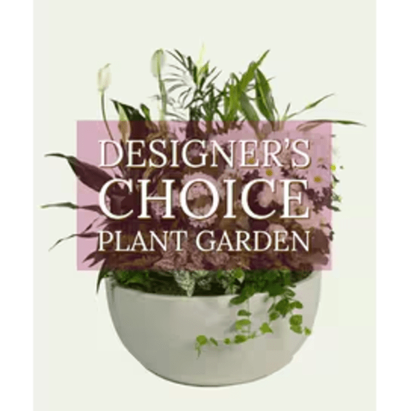 Designer’s choice mixed plant garden in a white ceramic bowl with assorted green and burgundy foliage.
