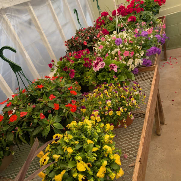 Hanging Basket