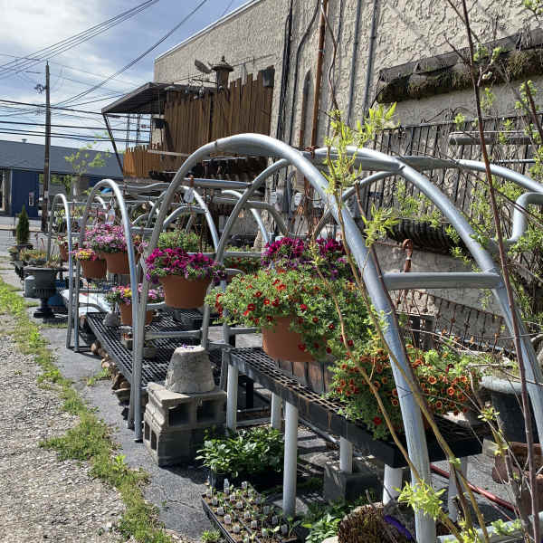 Rows of potted flowering plants displayed on metal racks outdoors