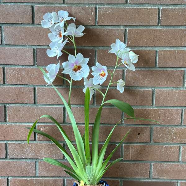 Potted orchid plant with pale blue-white flowers in a blue ceramic pot