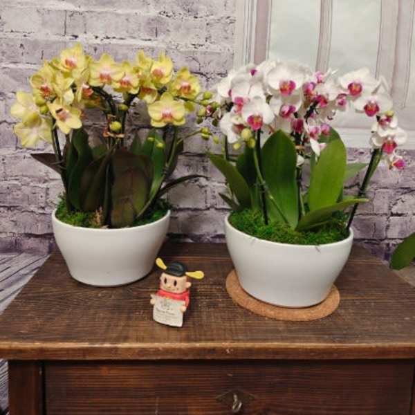 Orchid Waterfall Garden Planter