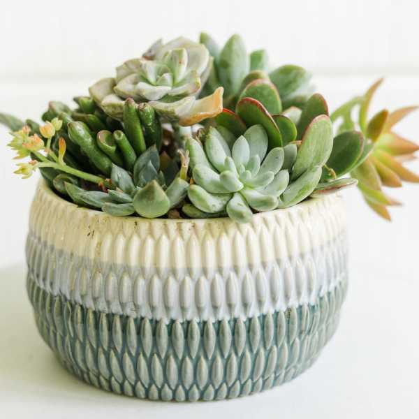 Succulent