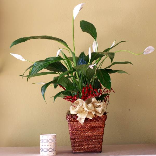 peace lily plant