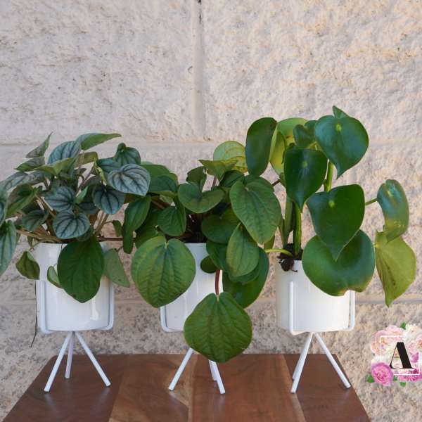 Amore Plants