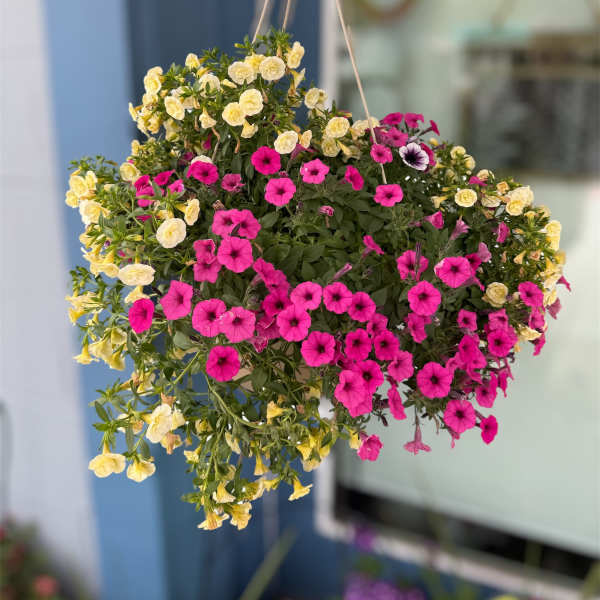 12 Inch Hanging Basket- Assorted Colors and Plants (HB)