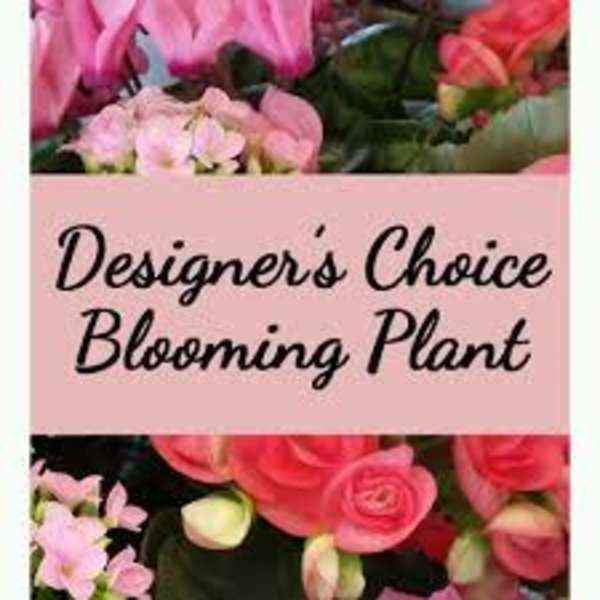 Pink blooming plant with rose-like flowers and a label