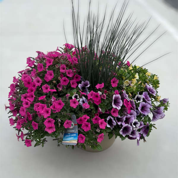 Patio Garden 12" Assorted Colors and Plants (PG)