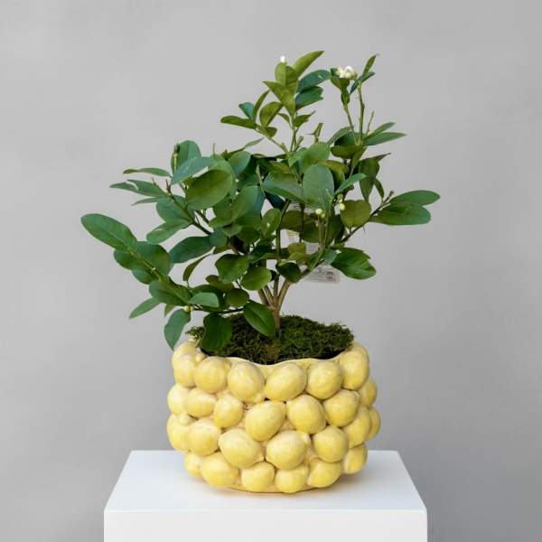 Lemon Tree in Lemon Pot