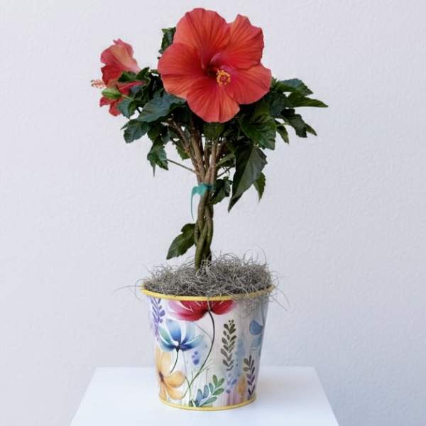 Braided Hibiscus Plant