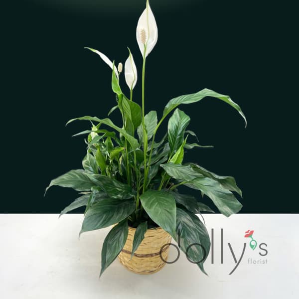 White peace lilies in a woven basket planter
