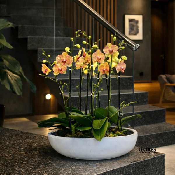 Potted orchid arrangement in a white bowl planter