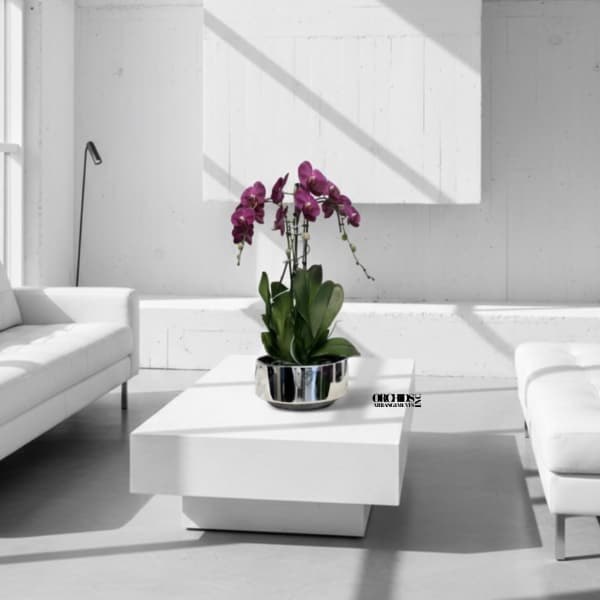 Purple orchids in a silver pot on a white table